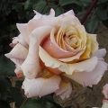 Мэджик Момент